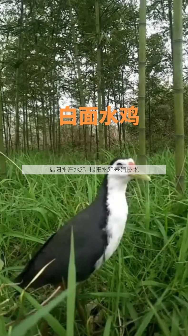 揭阳水产水鸡_揭阳水鸡养殖技术